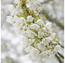Blühender Kirschbaumzweig mit weißen Blüten