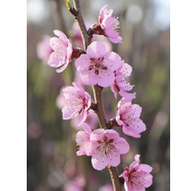 Zweig mit rosa Blüten