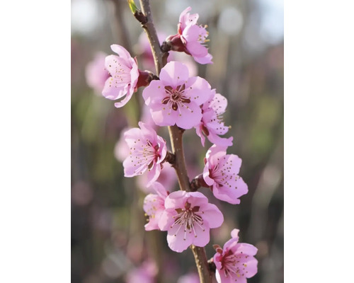 Zweig mit rosa Blüten