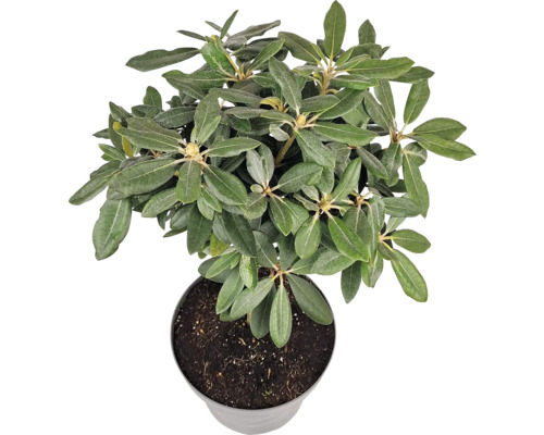 Rhododendron im Topf, Zimmerpflanze