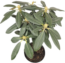Rhododendron im Topf