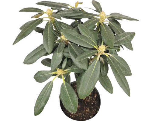Rhododendron im Topf
