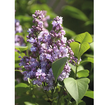 Blühender Flieder im Detail