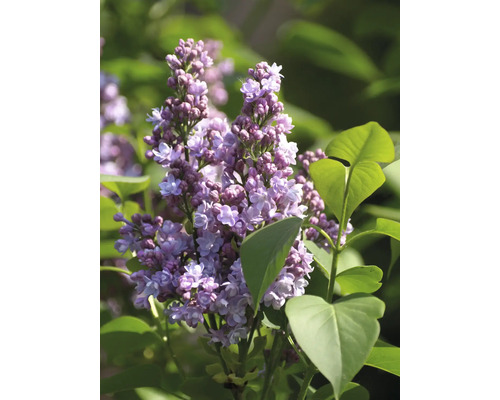 Blühender Flieder im Detail