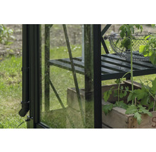 Detailansicht eines Gewächshauses mit Regalen und Pflanzen