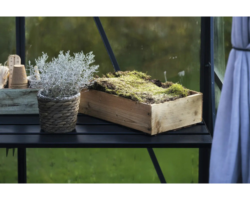 Pflanze im Korb und Moos in Holzkiste auf schwarzem Regal