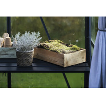 Pflanze im Korb und Moos in Holzkiste auf schwarzem Regal