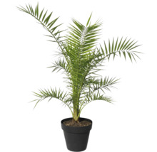 Dattelpalme im Topf als Zimmerpflanze