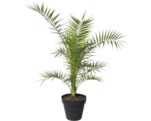 Dattelpalme im Topf als Zimmerpflanze