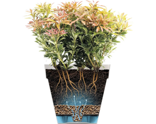 Querschnitt einer Pflanze im Topf mit Darstellung des Bewässerungssystems bestehend aus Wasserreservoir, Blähton, Erde und Wurzeln.