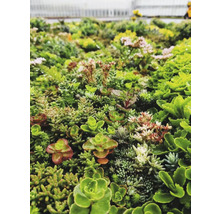 Dichte Mischung verschiedener Sedum- und Sukkulentenarten als Bodendecker für Dachbegrünungen oder Gärten.