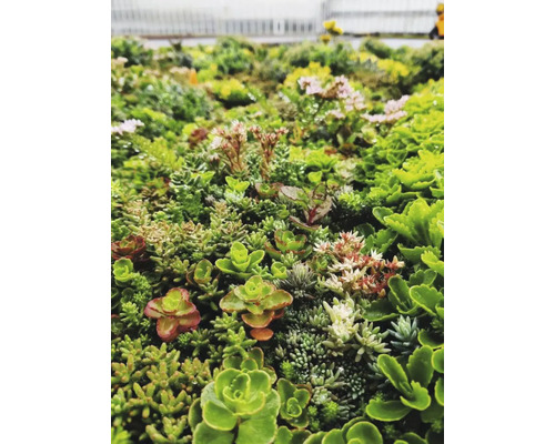 Dichte Mischung verschiedener Sedum- und Sukkulentenarten als Bodendecker für Dachbegrünungen oder Gärten.