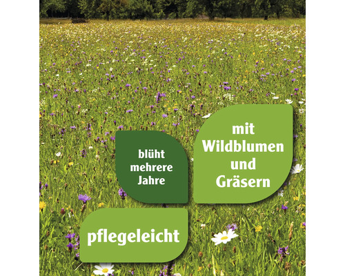 Wildblumenwiese mit Gräsern, mehrjährig blühend und pflegeleicht.