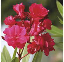 Rote Oleanderblüten mit grünen Blättern.