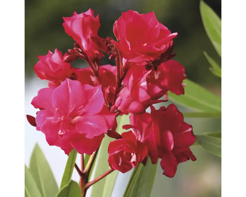 Rote Oleanderblüten mit grünen Blättern.