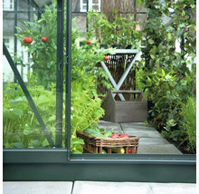 Blick in ein Gewächshaus mit dunkelgrünem Rahmen, bepflanzt mit Tomaten und Erdbeeren, sowie einem Korb voll Gemüse auf Steinplatten.