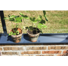 Zwei Erdbeerpflanzen in Terrakottatöpfen auf einer grauen Fensterbank vor einer Ziegelwand.