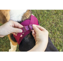 Hände schließen den Klickverschluss eines Hundegeschirrs aus Mesh-Gewebe auf dem Rücken eines Hundes.