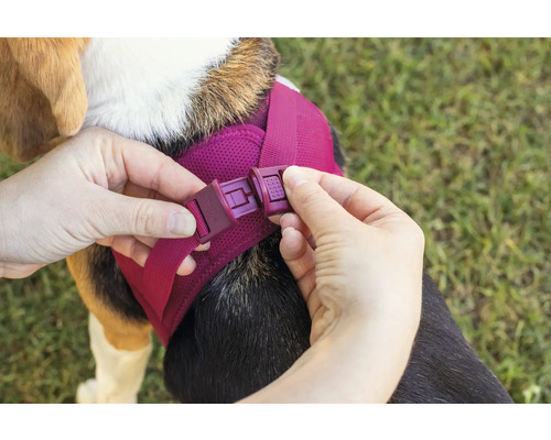 Hände schließen den Klickverschluss eines Hundegeschirrs aus Mesh-Gewebe auf dem Rücken eines Hundes.