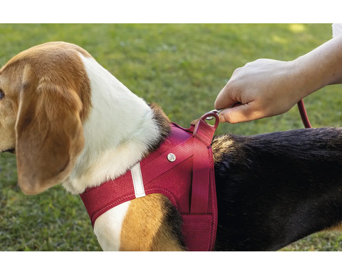 Hundegeschirr aus rotem Mesh Gewebe an einem Hund mit Befestigung der Leine durch eine Hand.