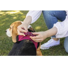 Person schließt den Klickverschluss eines Brustgeschirrs aus Mesh bei einem Beagle auf einer Wiese.