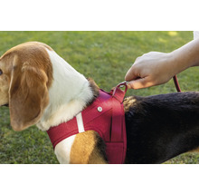 Hundegeschirr aus rotem Mesh Gewebe an einem Hund mit Befestigung der Leine durch eine Hand.