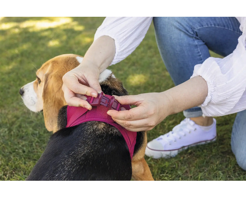 Person schließt den Klickverschluss eines Brustgeschirrs aus Mesh bei einem Beagle auf einer Wiese.