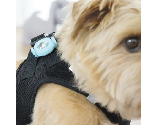 LED Sicherheitslicht für Hunde an einem Geschirr befestigt.