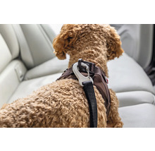 Nahaufnahme eines Hundes mit braunem Sicherheitsgeschirr und Metallkarabiner im Auto auf der Rückbank.