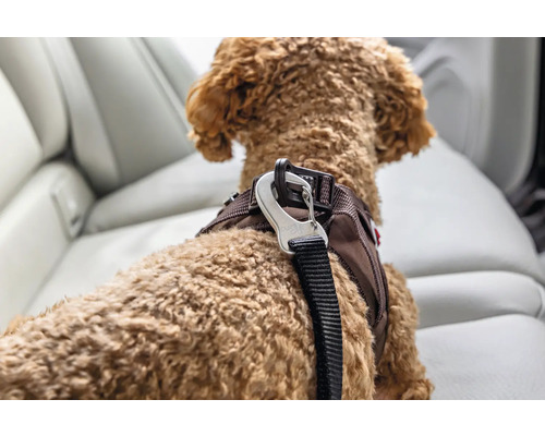 Nahaufnahme eines Hundes mit braunem Sicherheitsgeschirr und Metallkarabiner im Auto auf der Rückbank.