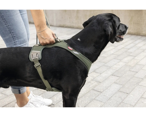 Verstellbares Hundegeschirr in Olivgrün mit gepolstertem Rücken und Haltegriff an einem schwarzen Hund.