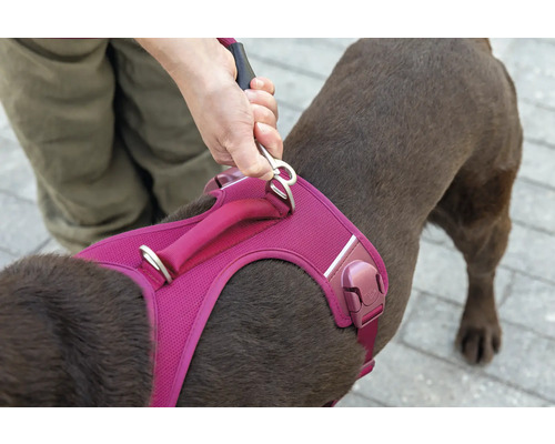 Hundegeschirr aus Mesh mit Tragegriff und Metallring zur Befestigung einer Leine.