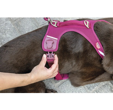 Eine Hand schließt den Klickverschluss an einem Hundegeschirr aus Mesh-Gewebe, das ein brauner Hund trägt.