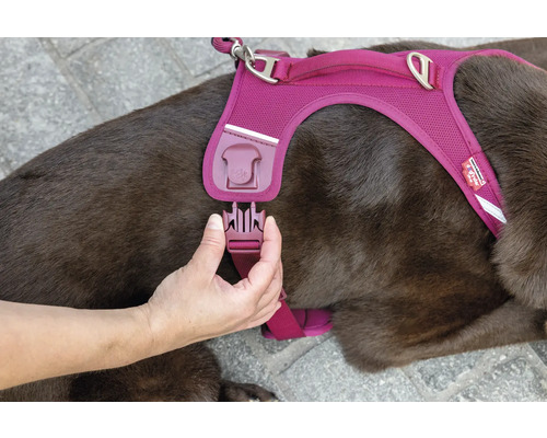 Eine Hand schließt den Klickverschluss an einem Hundegeschirr aus Mesh-Gewebe, das ein brauner Hund trägt.