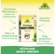 Neudorff Nützlinge gegen Ameisen zur Bekämpfung von Ameisennestern auf Wegen, Rasenflächen und Beeten. Natürliche Wirkweise und unbedenklich.