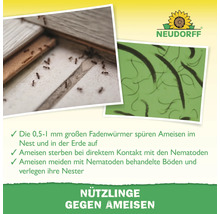 Neudorff Logo. Infografik über Nematoden als Nützlinge gegen Ameisen mit Mikroskopaufnahme von Fadenwürmern und Ameisen im Nest.