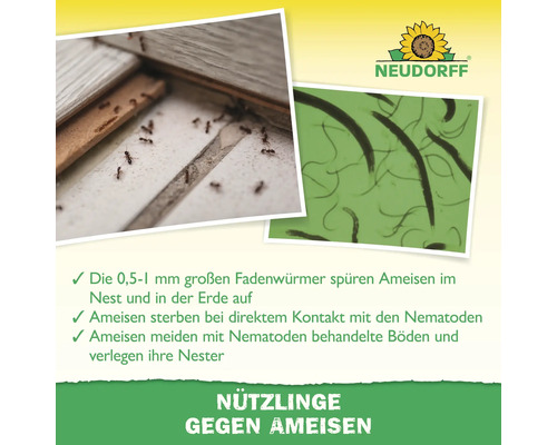 Neudorff Logo. Infografik über Nematoden als Nützlinge gegen Ameisen mit Mikroskopaufnahme von Fadenwürmern und Ameisen im Nest.