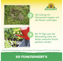 Neudorff Logo. Schritt 3: Nematoden-Lösung auf Nester ausbringen. Schritt 4: Boden bis 14 Tage nach Behandlung feucht halten. Bodentemperatur 12 bis 32 Grad Celsius.