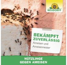 Ameisen an einer Wand um ein Nest, Neudorff Logo, bekämpft zuverlässig Ameisen und Ameisennester mit Nützlingen.
