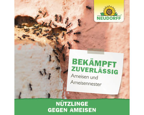 Ameisen an einer Wand um ein Nest, Neudorff Logo, bekämpft zuverlässig Ameisen und Ameisennester mit Nützlingen.