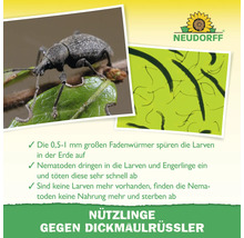 Infografik zu Neudorff Nützlingen gegen Dickmaulrüssler mit Abbildungen von Käfer und Nematoden sowie Neudorff Logo.