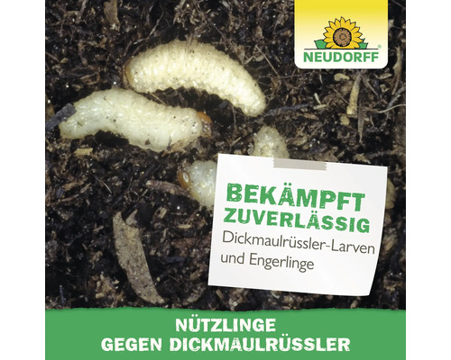 Neudorff Logo. Larven von Dickmaulrüsslern und Engerlingen in der Erde. Text informiert über die Bekämpfung mit Nützlingen.
