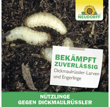 Neudorff Logo. Larven von Dickmaulrüsslern und Engerlingen in der Erde. Text informiert über die Bekämpfung mit Nützlingen.