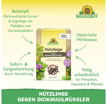 Neudorff Nützlinge gegen Dickmaulrüssler Larven und Engerlinge mit natürlicher Wirkweise und Langzeitwirkung. Unbedenklich für Mensch und Tier.