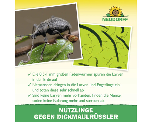 Infografik zu Neudorff Nützlingen gegen Dickmaulrüssler mit Abbildungen von Käfer und Nematoden sowie Neudorff Logo.