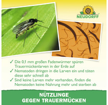 Infografik von Neudorff über Nützlinge gegen Trauermücken mit Abbildungen einer Trauermücke und Nematoden sowie Erläuterungen zur Bekämpfung von Larven.