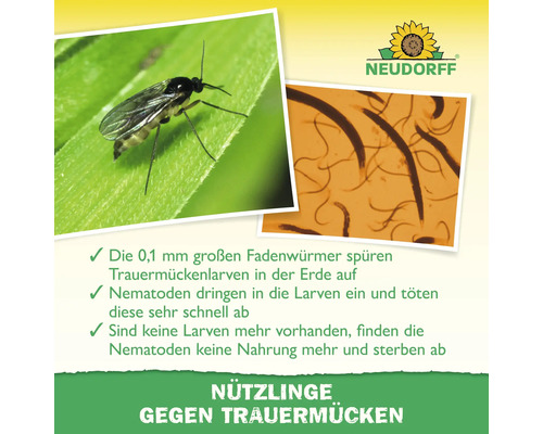 Infografik von Neudorff über Nützlinge gegen Trauermücken mit Abbildungen einer Trauermücke und Nematoden sowie Erläuterungen zur Bekämpfung von Larven.