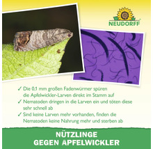 Neudorff Logo und Informationen über Nematoden gegen Apfelwickler mit Bildern von Schädling und Nützlingen sowie Erklärung der Wirkungsweise.
