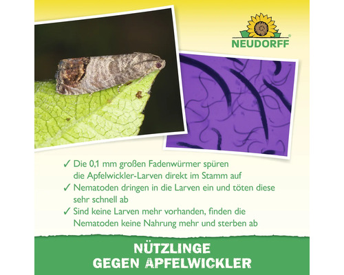 Neudorff Logo und Informationen über Nematoden gegen Apfelwickler mit Bildern von Schädling und Nützlingen sowie Erklärung der Wirkungsweise.