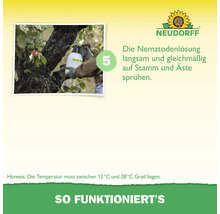 Schritt 5: Nematodenlösung gleichmäßig mit einem Drucksprüher auf Baumstamm und Äste sprühen bei 12 bis 28 Grad Celsius. Neudorff Logo.